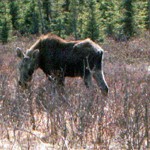 Moose on the trail