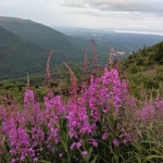 Fireweed near the peak