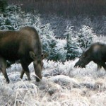 Moose and calf