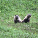 Rare wolverine sighting on the hillside