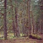 Spruce Forest