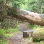 Fort Trail. Photo by Parke Cannon.