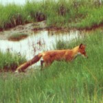 Red Fox