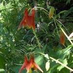 Wild Columbine