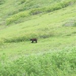 Bear in the distance. Photo by Conrad.