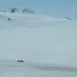 Resting on the icefield. Photo by Frank Baker.