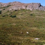 Dall Sheep. Photo by Ross Timm.