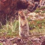 Arctic ground squirrel