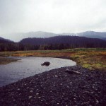 Eagle at Humpy Creek