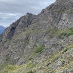 A group of mountain goats on the rocky slope.