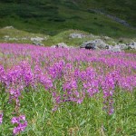 Fireweed
