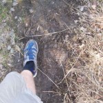 Bear track. Photo by Travis Minsch.