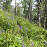 Wildflowers. Photo by Paul 'Kegger' Koecher.