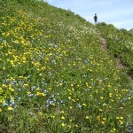 Wildflowers. Photo by Paul 'Kegger' Koecher.