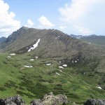 Wolverine. Photo by Tony Lutes.