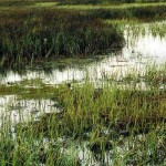 Wetlands