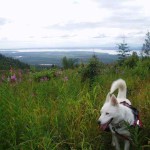 Happy dog. Photo by Grimace.