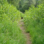 Porcupine. Photo by Grimace.