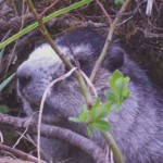 Hoary Marmot. Photo by Travis Minsch.