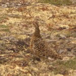 Ptarmigan