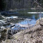 Beaver dam