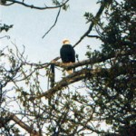 Coffee and bald eagle