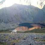 Dall sheep. Photo by Conrad.
