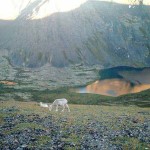 Dall sheep. Photo by Conrad.