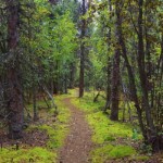 The trail starts in a lush forest