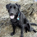 Loki at summit. Photo by Kathy.