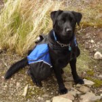 Loki. Photo by Kathy.