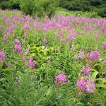 Field of fireweed