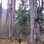 Forest trail. Photo by Blain Anderson.
