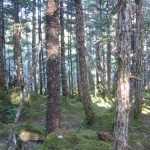 Forest. Photo by Jacob and April Champness.