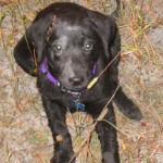 Sweet Pea. Photo by Jacob and April Champness.